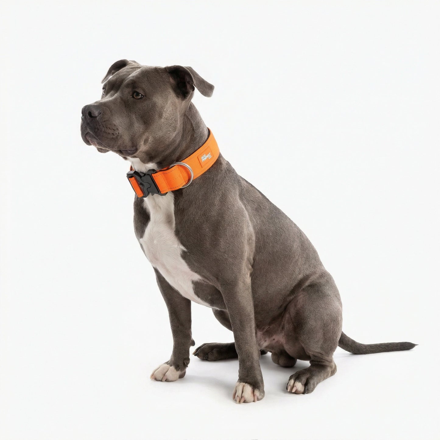 Collar Walk Set - Hi-Vis Orange