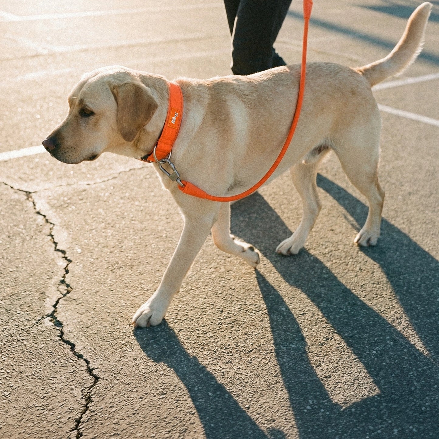 Collar Walk Set - Hi-Vis Orange