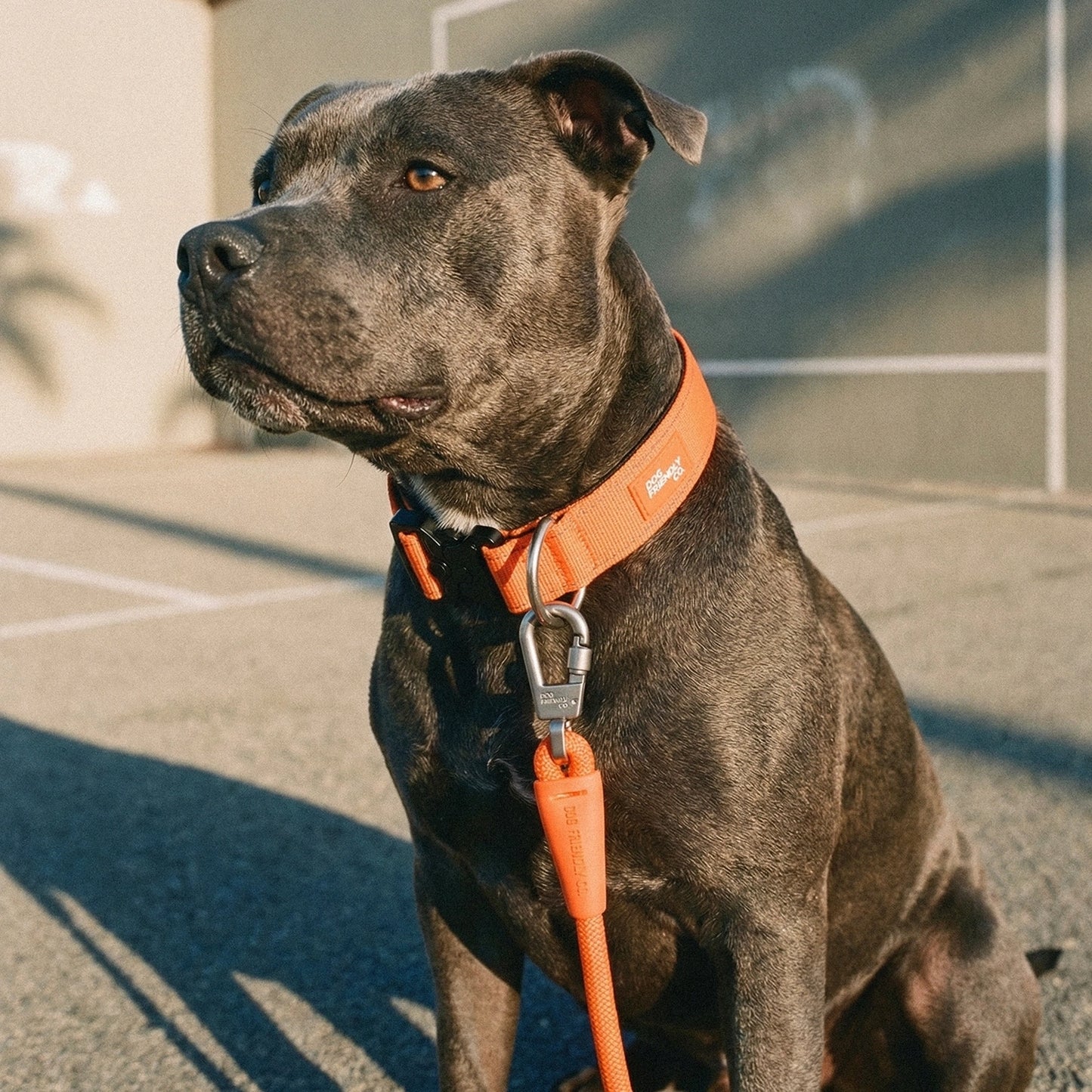 Collar Walk Set - Hi-Vis Orange