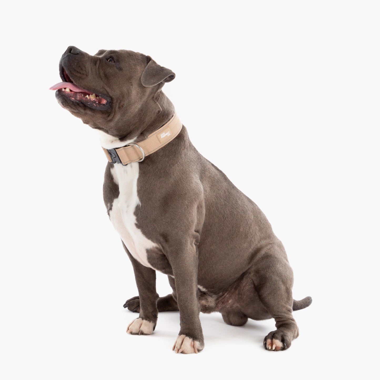 Collar Walk Set - Brown