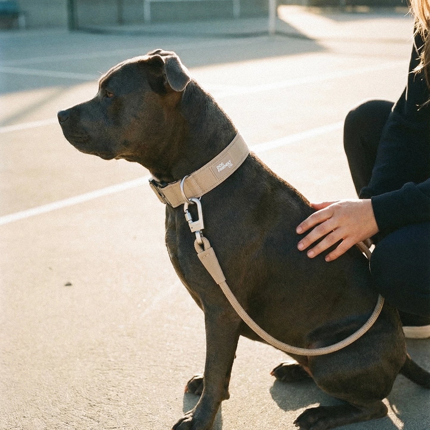 Collar Walk Set - Brown