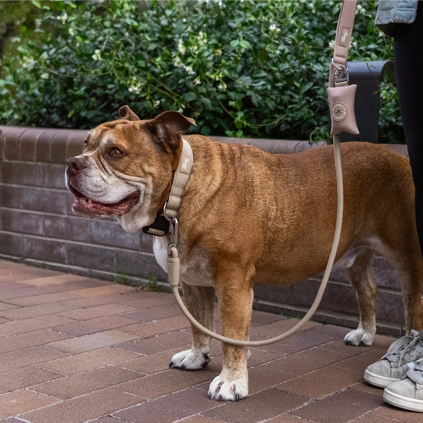 Collar Walk Set - Brown