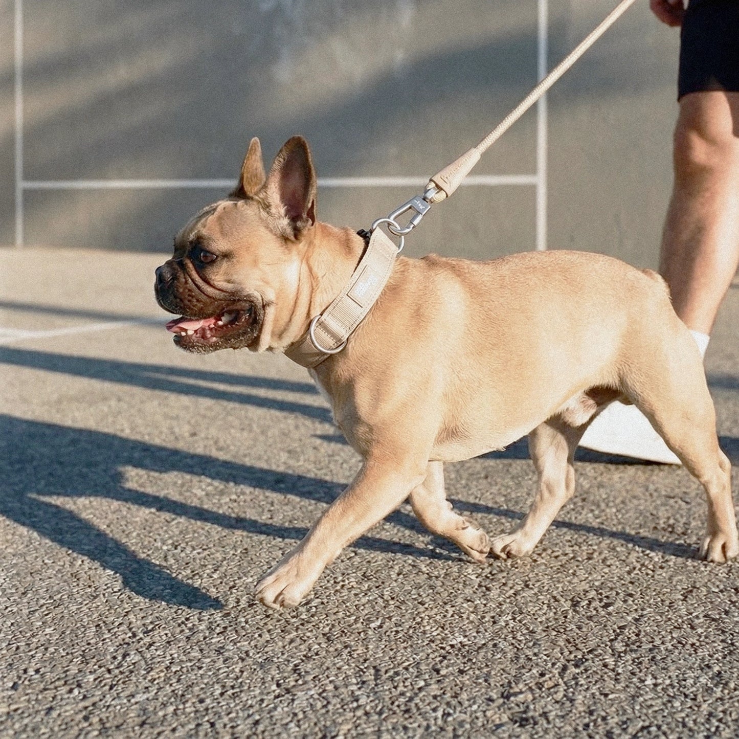 Collar Walk Set - Brown