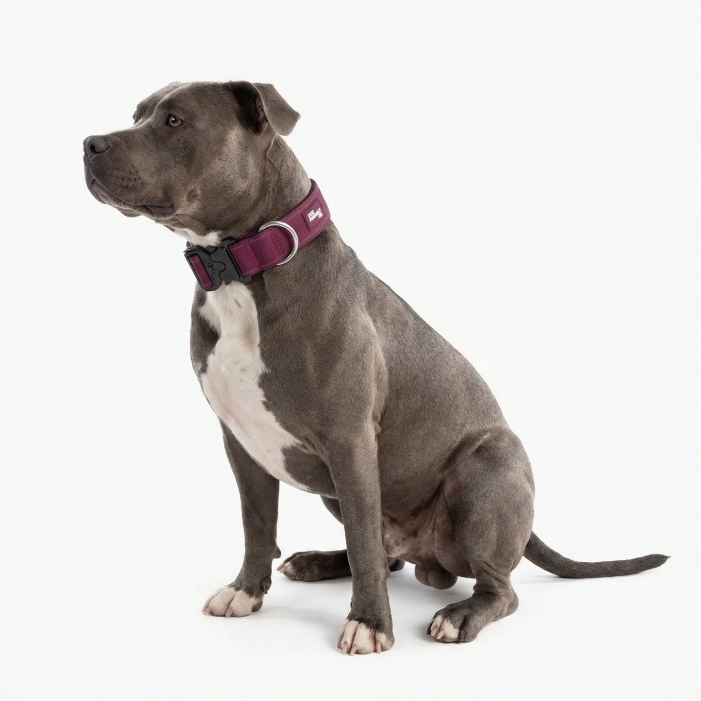 Collar Walk Set - Burgundy