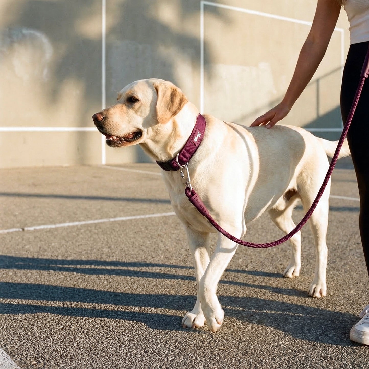 Collar Walk Set - Burgundy