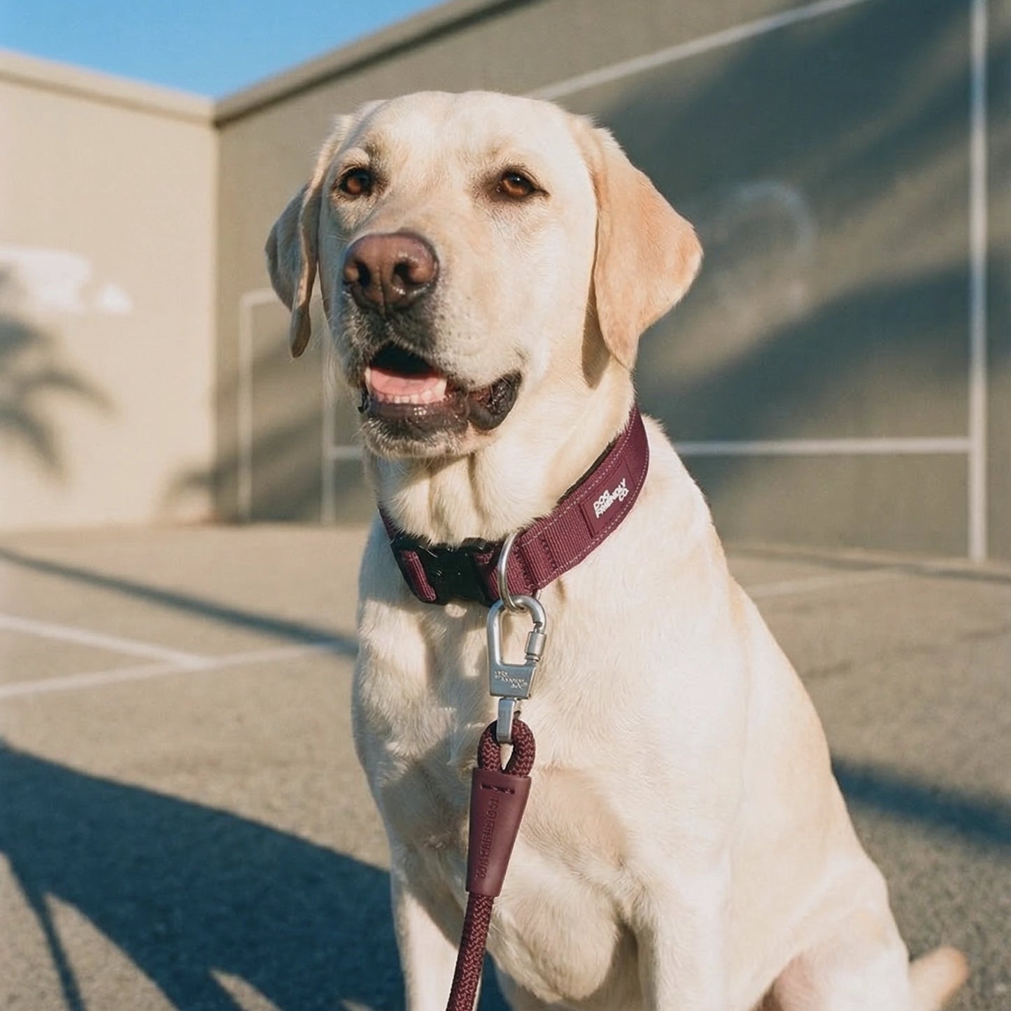 Collar Walk Set - Burgundy