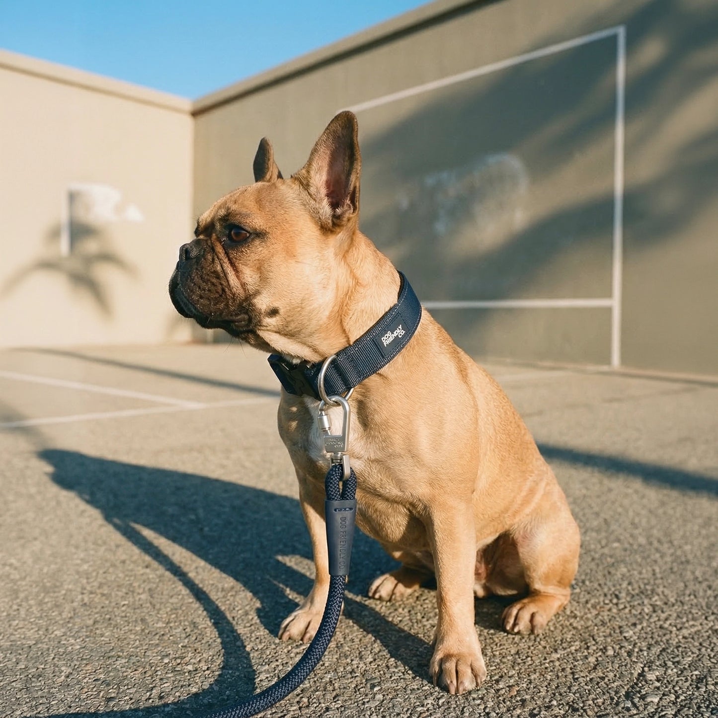Collar Walk Set - Navy Blue