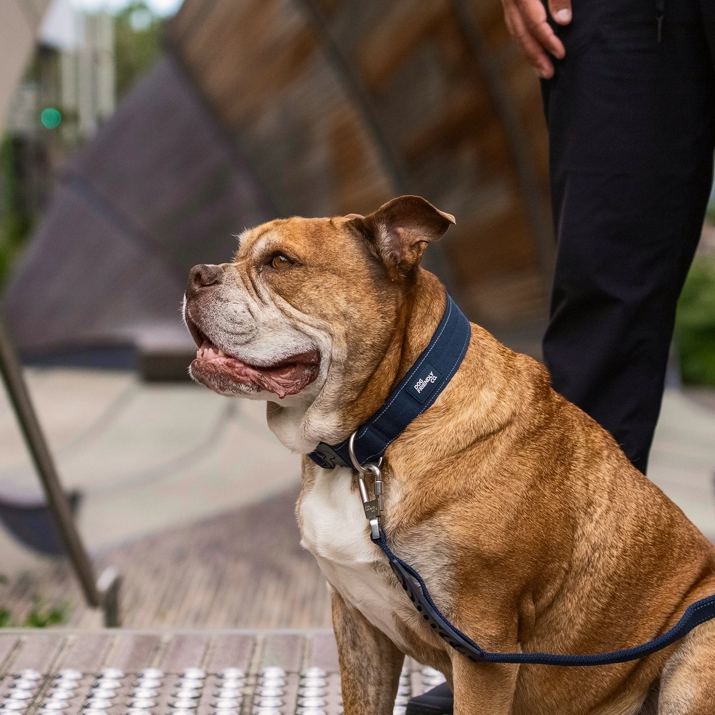 Collar Walk Set - Navy Blue
