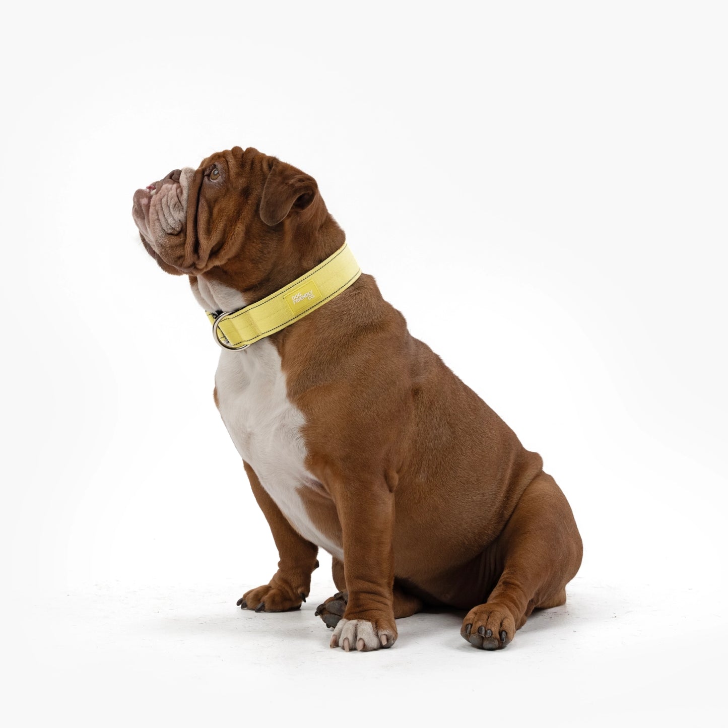 Collar Walk Set - Yellow