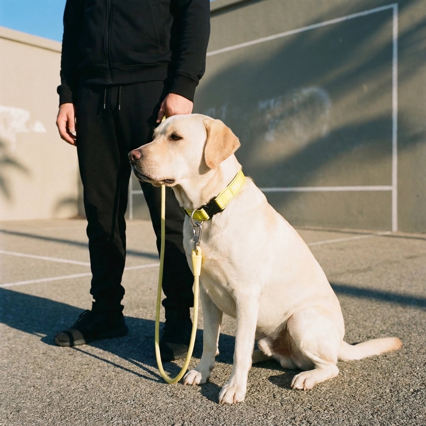 Collar Walk Set - Yellow