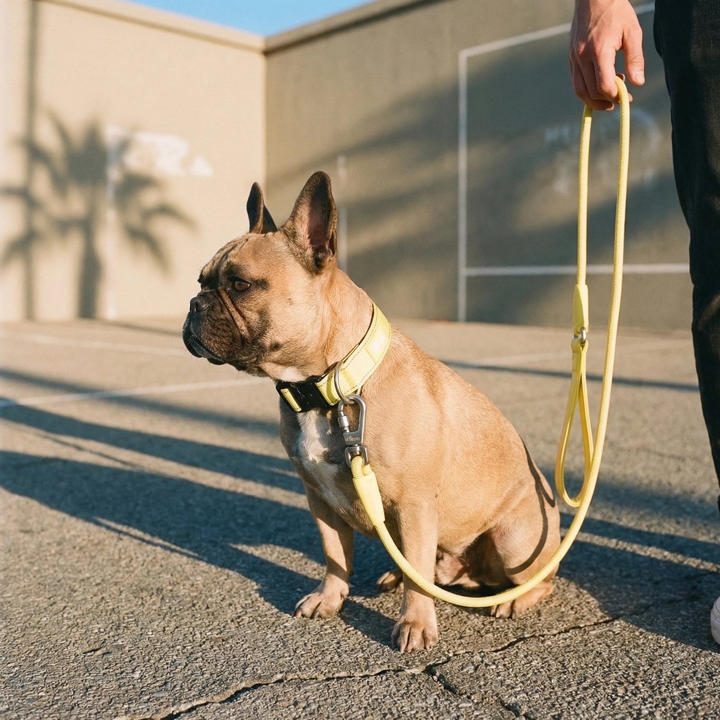 Collar Walk Set - Yellow