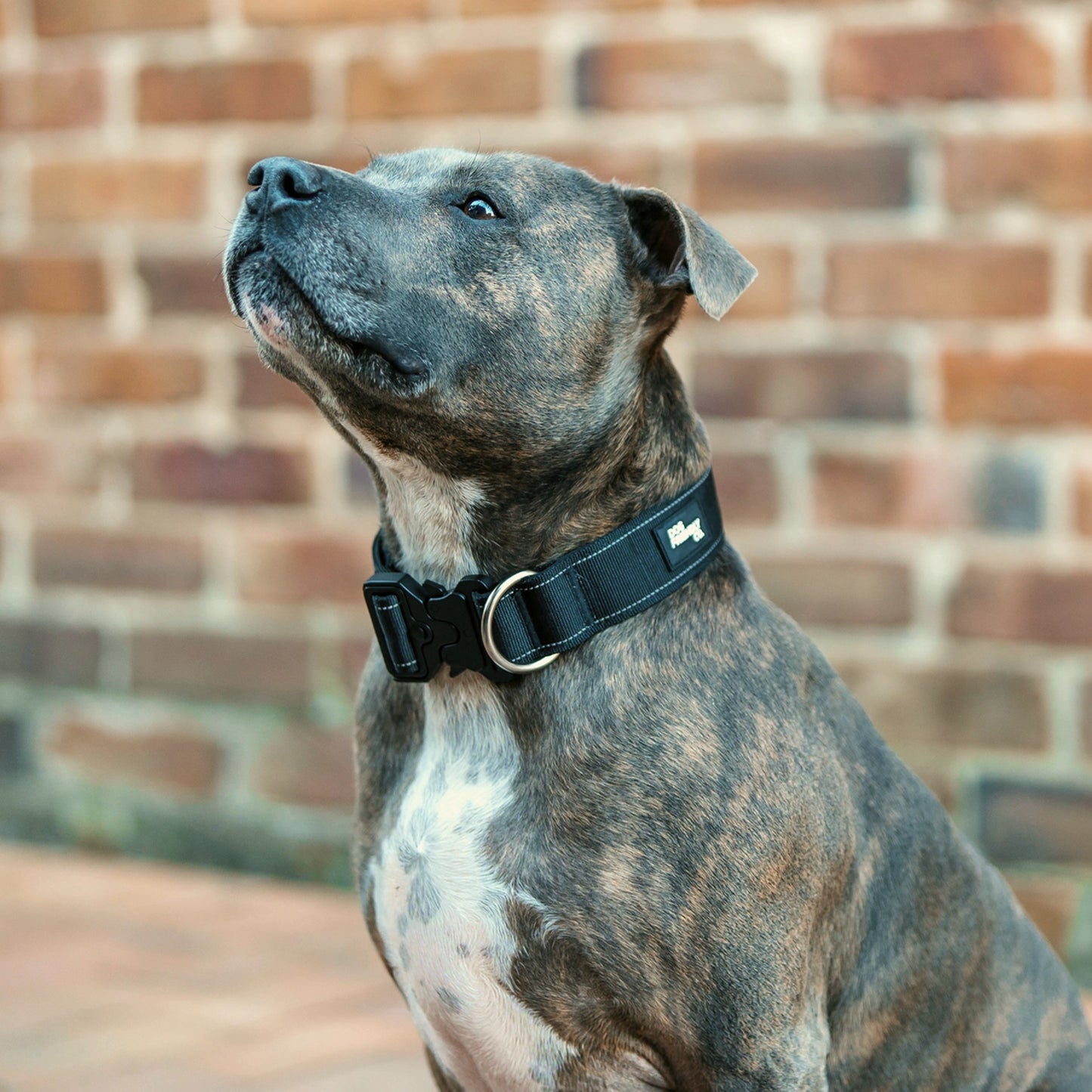 Tactical Dog Collar - Black