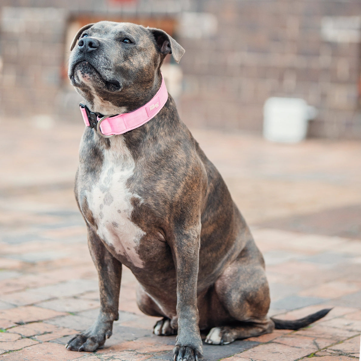 Tactical Dog Collar - Pink