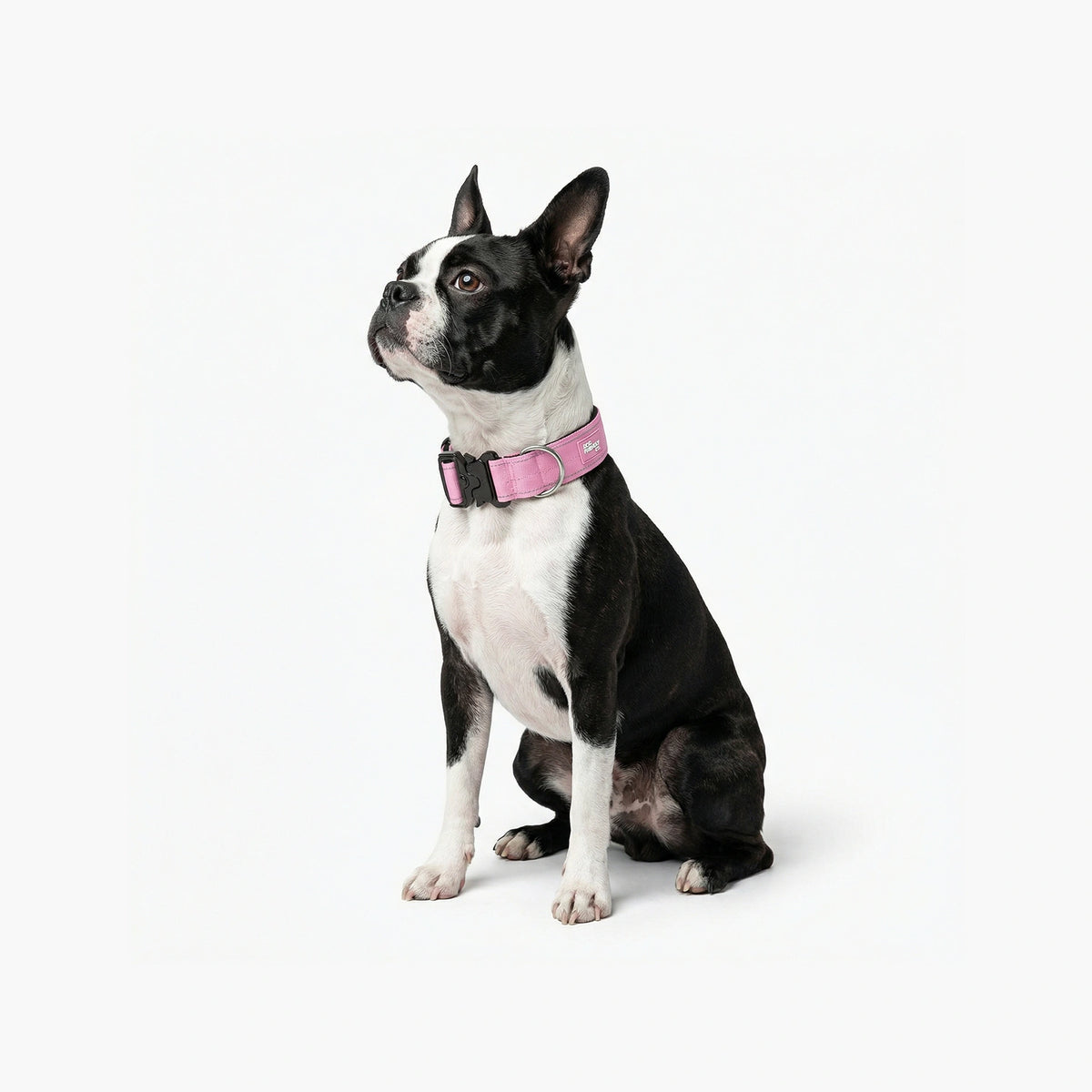 Collar Walk - Pink