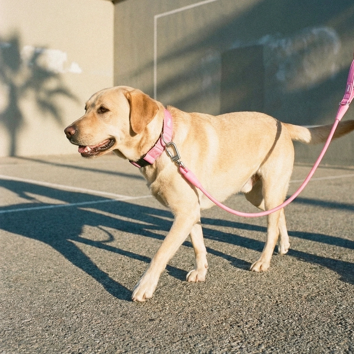 Collar Walk - Pink