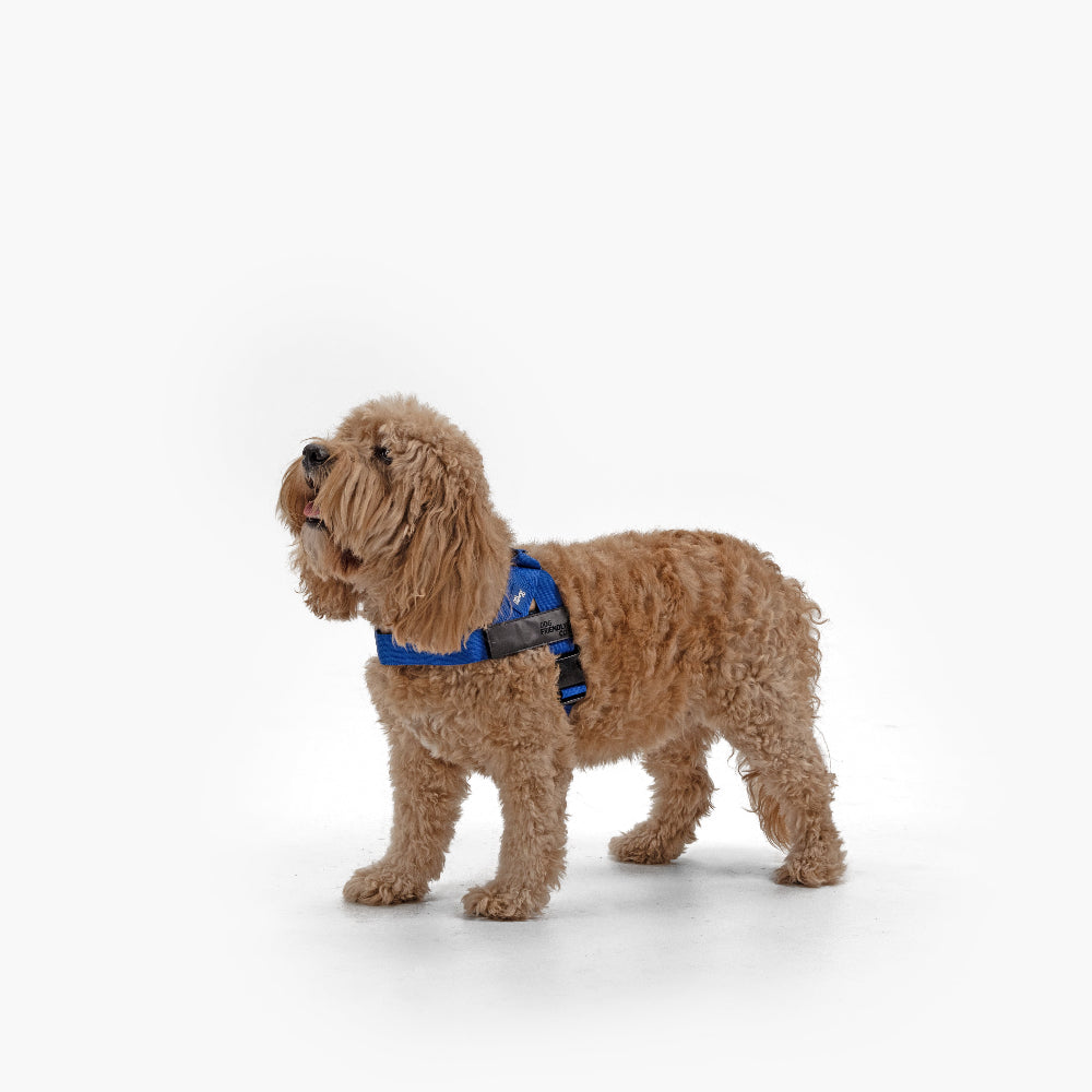 Dog Harness - Classic Blue