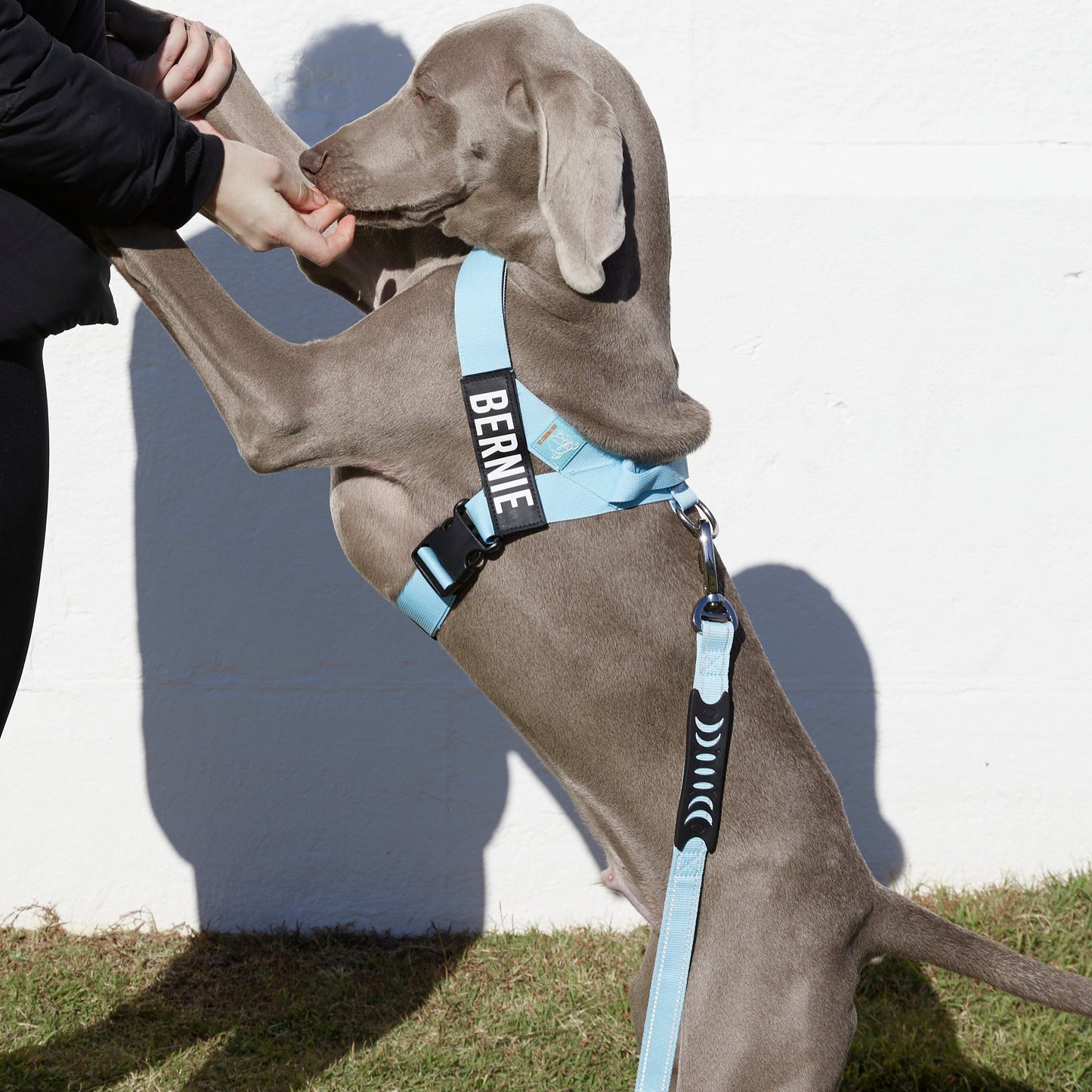 Dog Harness - Sky Blue