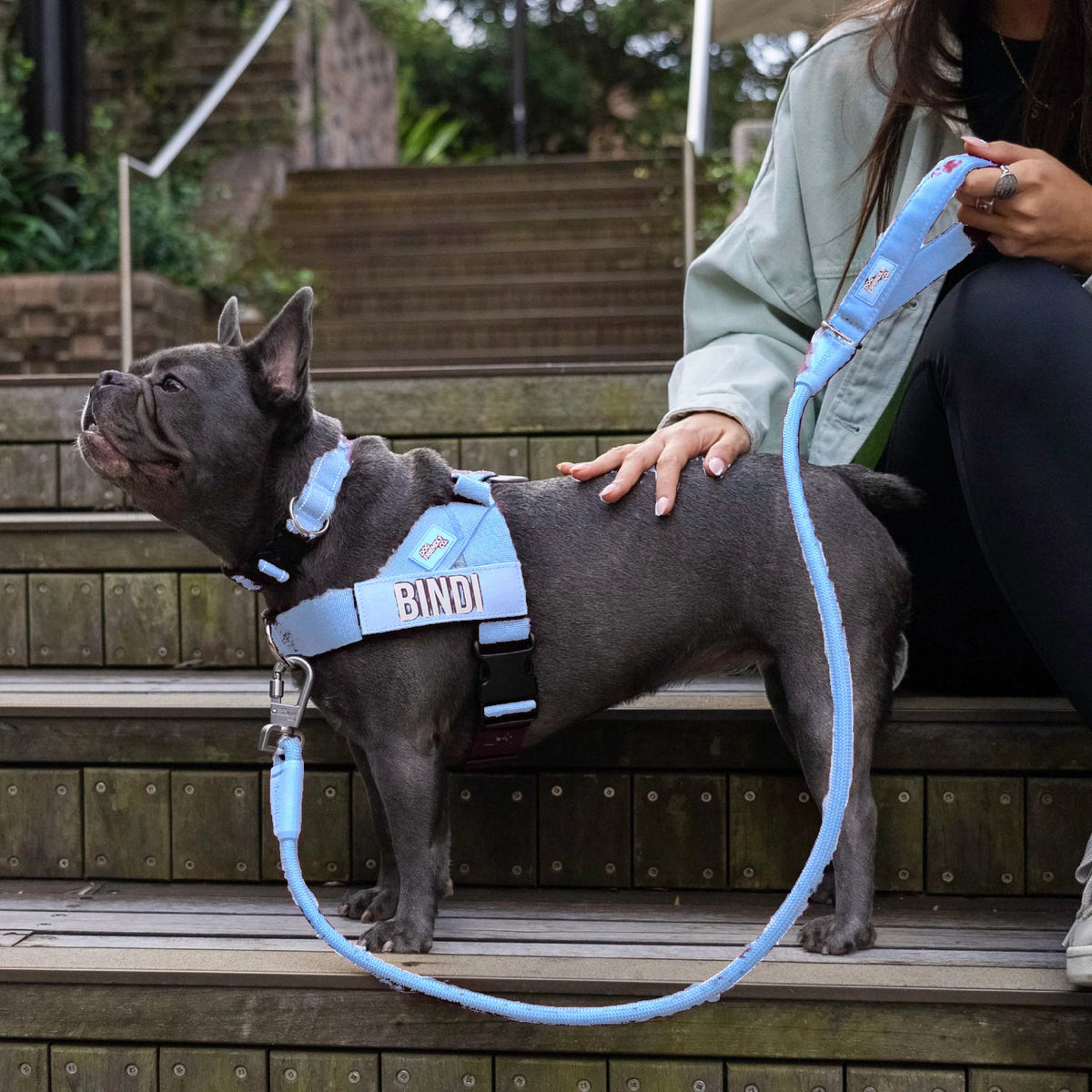 French bulldog in the Air harness with the name BINDI, Air collar and bungee leash, on outdoor steps