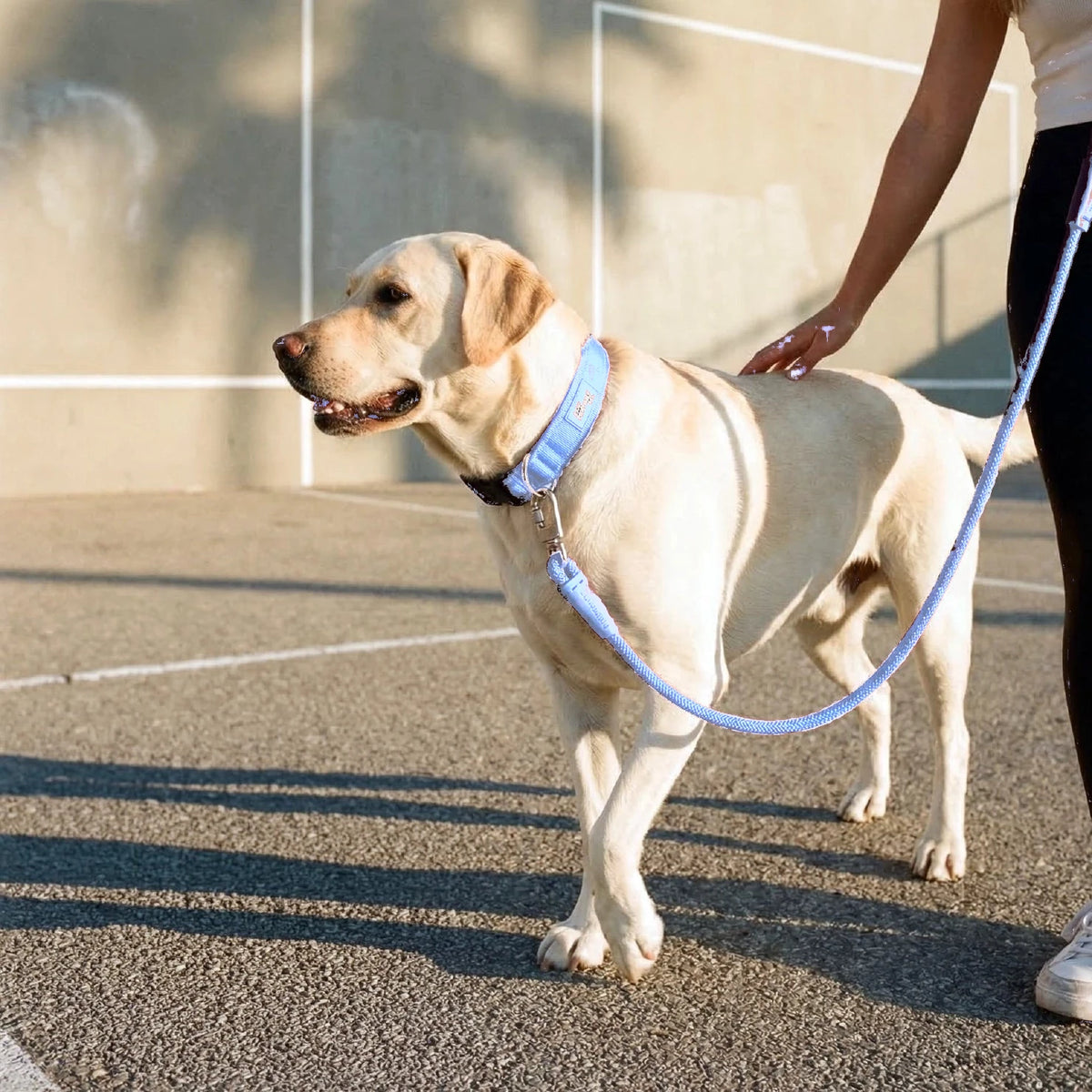 Labrador walking in the sun in the Air collar and bungee leash
