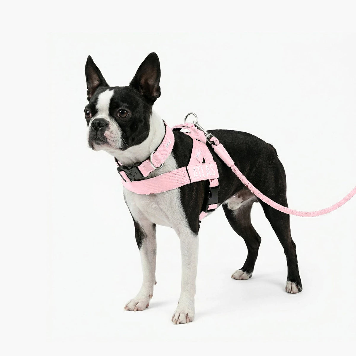Boston terrier in the Sakura harness with the name ATLAS, Sakura collar and bungee leash