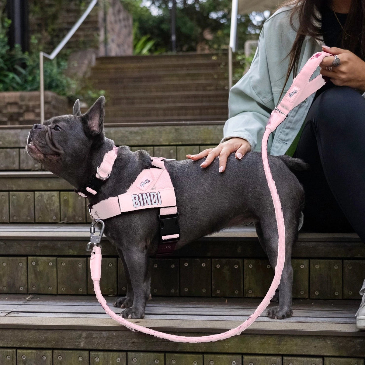 French bulldog in the Sakura harness with the name BINDI, Sakura collar and bungee leash, on outdoor steps