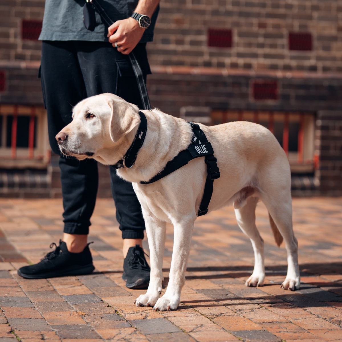 Dog Lovers Pack