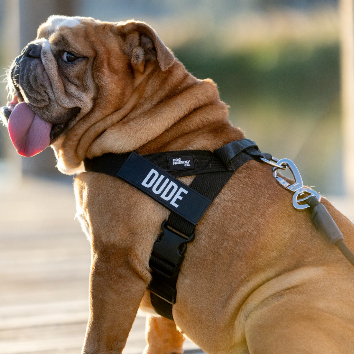 Dog Lovers Pack - Black