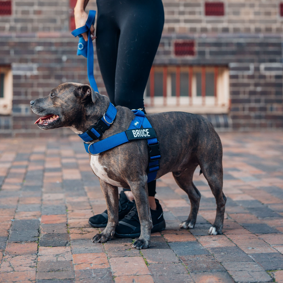 Dog Lovers Pack