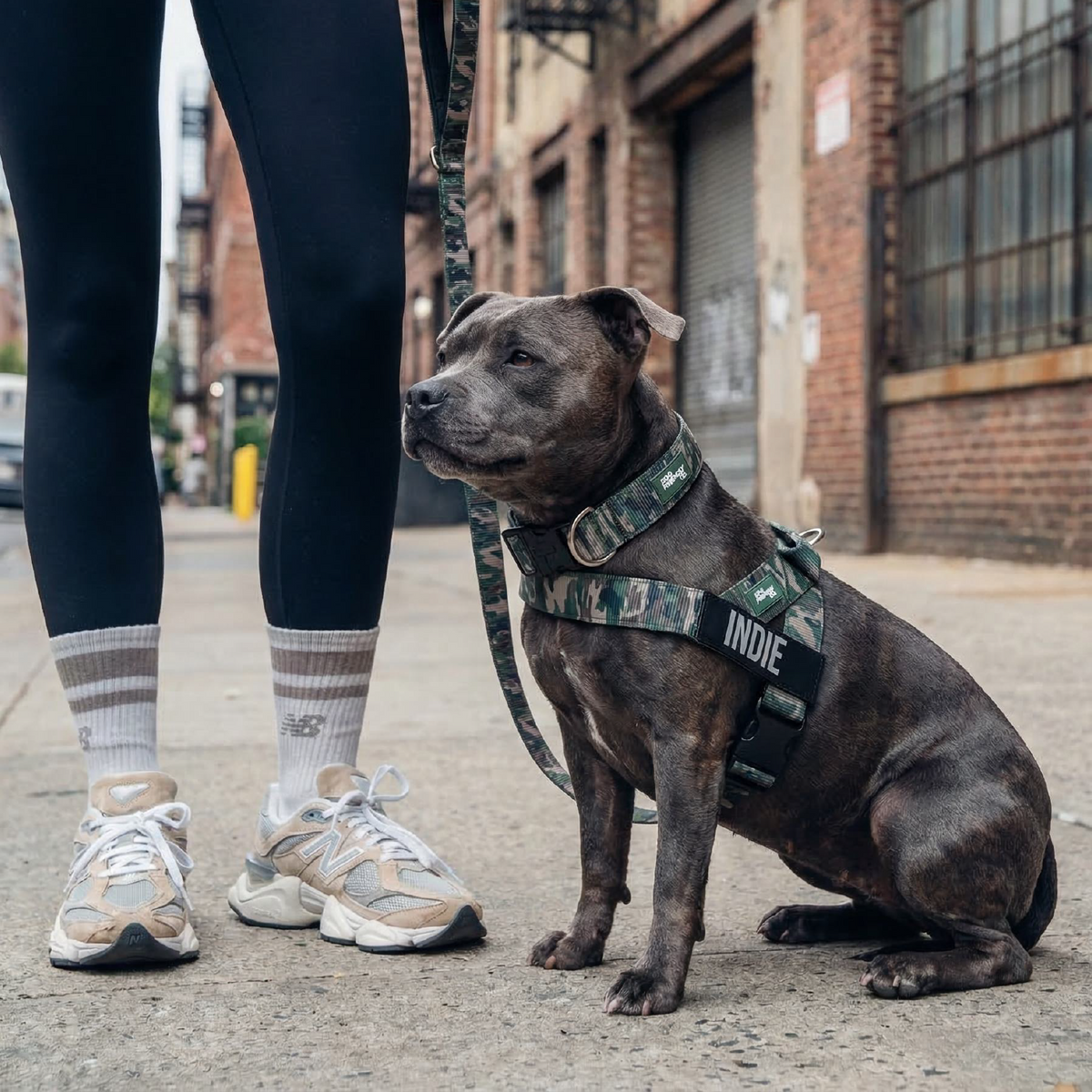 Dog Lovers Pack