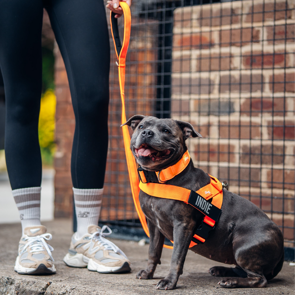 Dog Lovers Pack