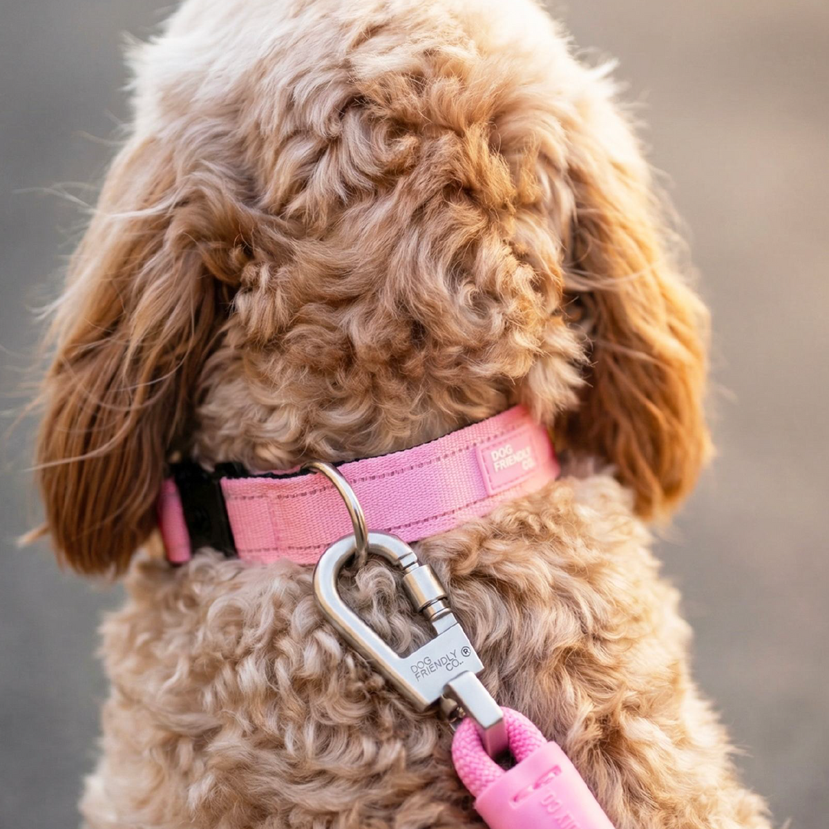 Dog Lovers Pack