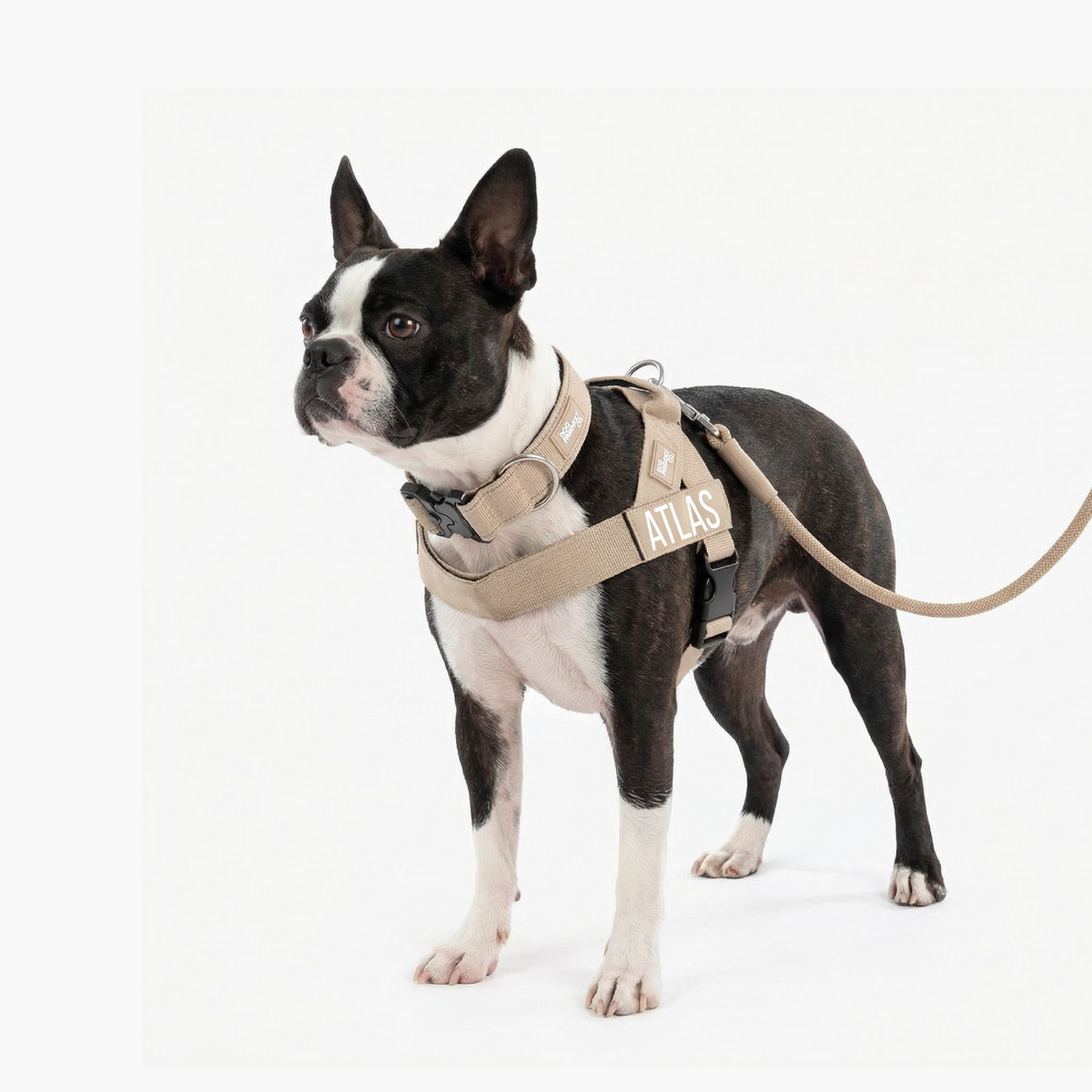Dog Lovers Pack