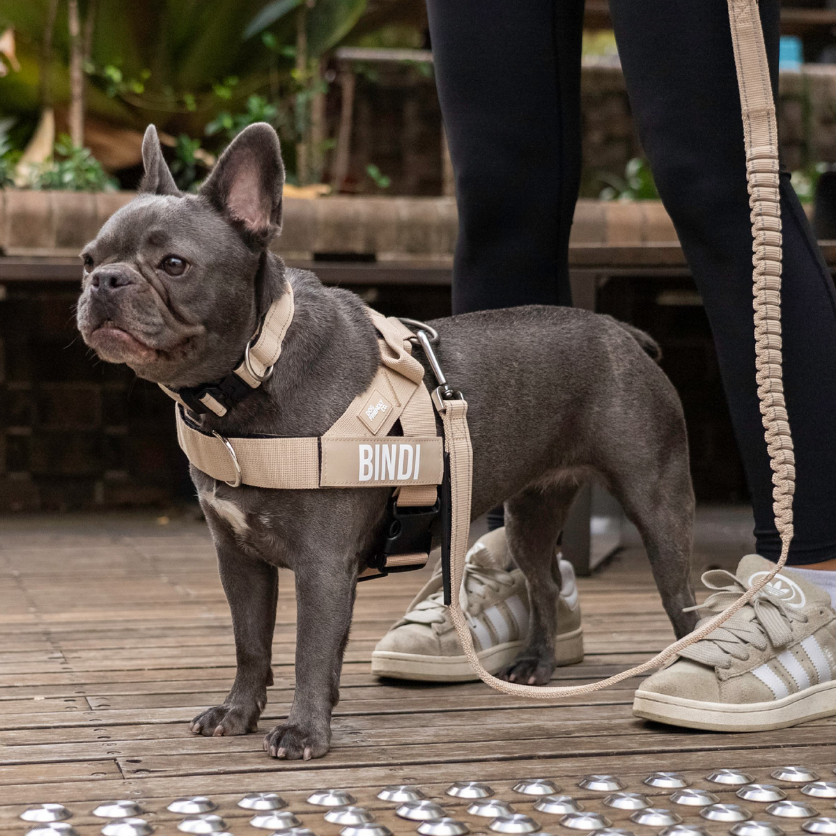 Dog Lovers Pack