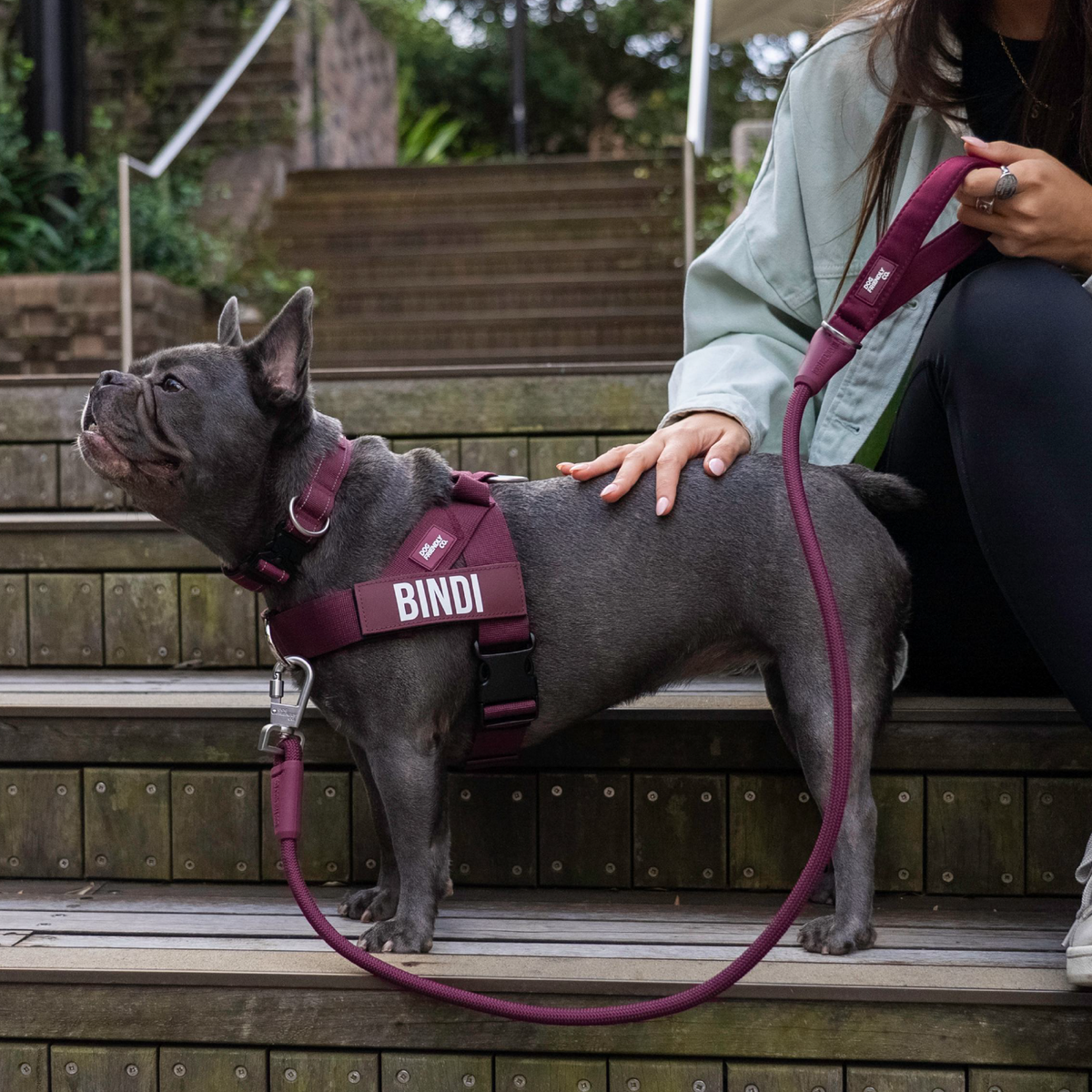 Dog Lovers Pack