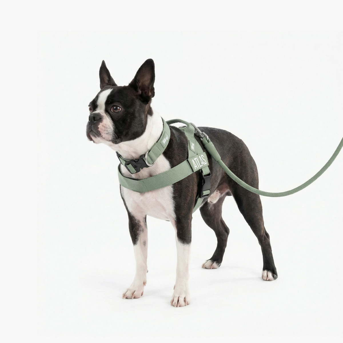 Dog Lovers Pack