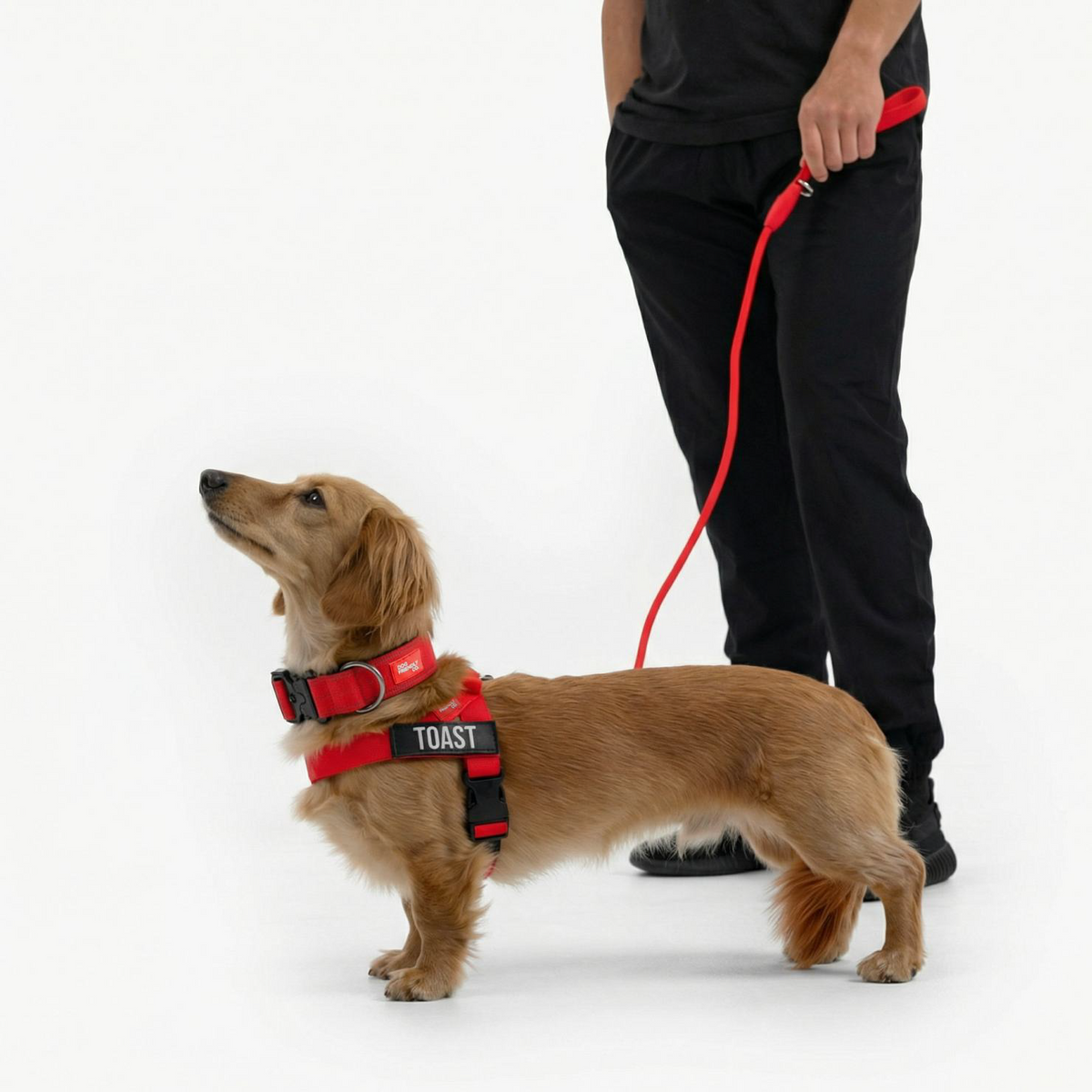 Dog Lovers Pack