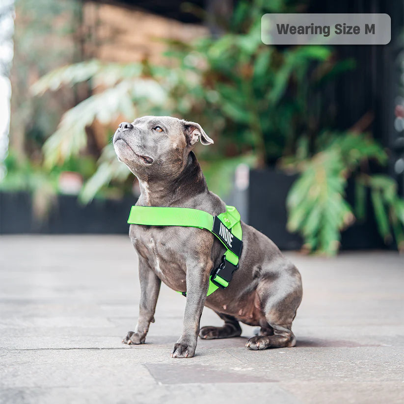 Dog Harness + FREE D-ring