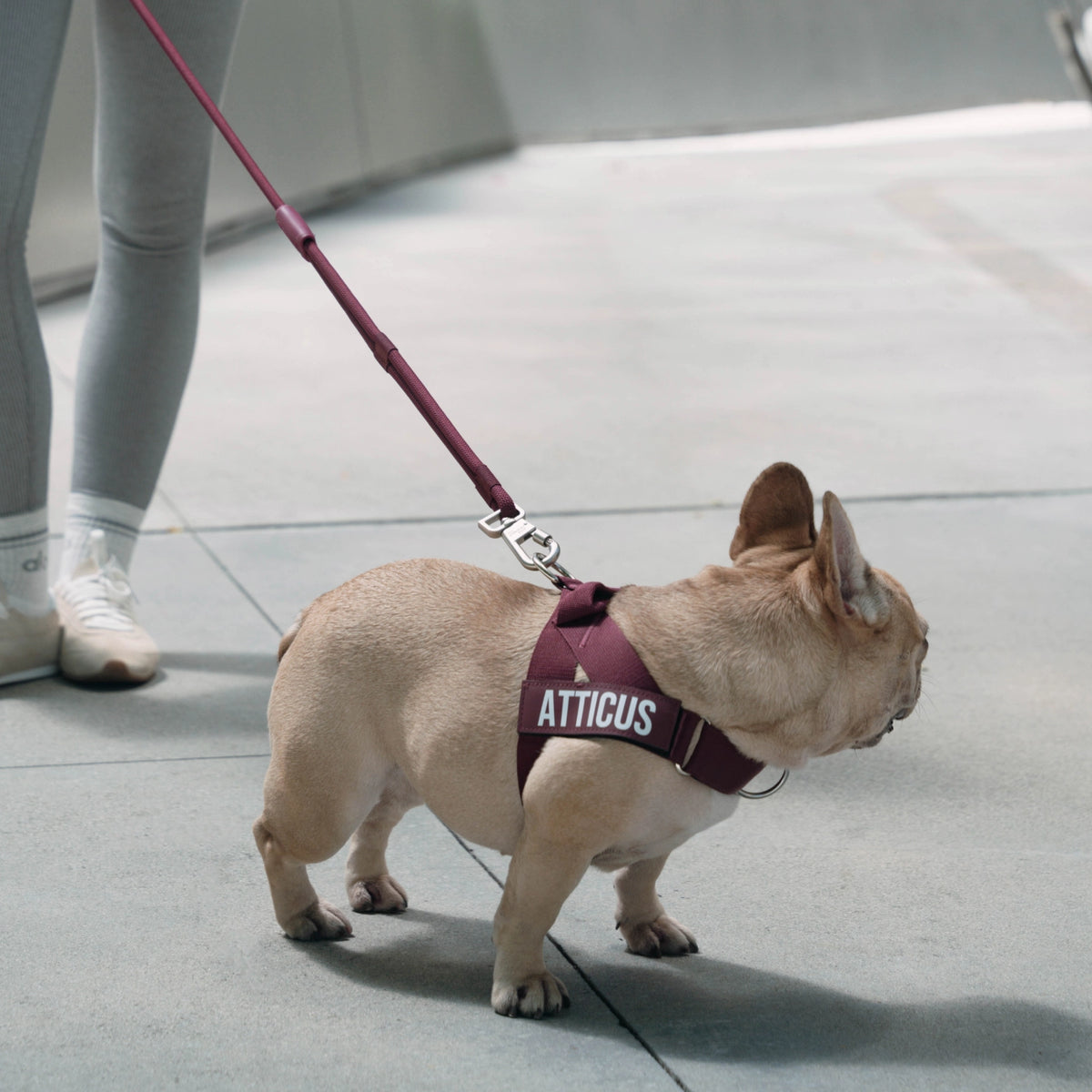 Hands Free Leash - Burgundy
