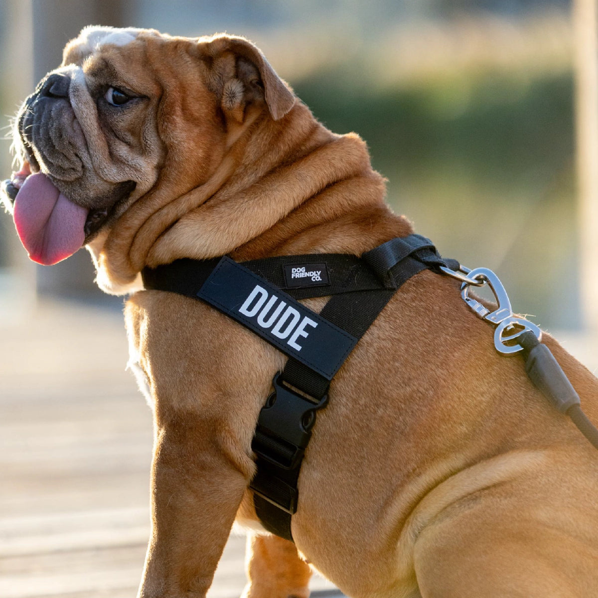 Black Personalised dog harness showing the back D-ring and grab handle.