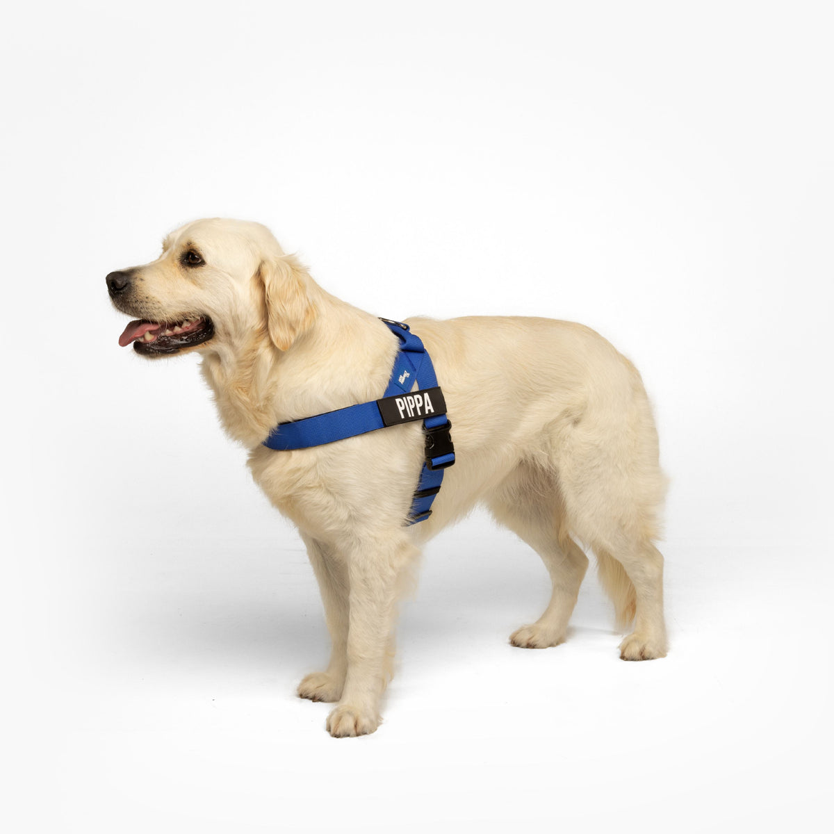 Dog wearing a Classic Blue personalised harness shown from the side.