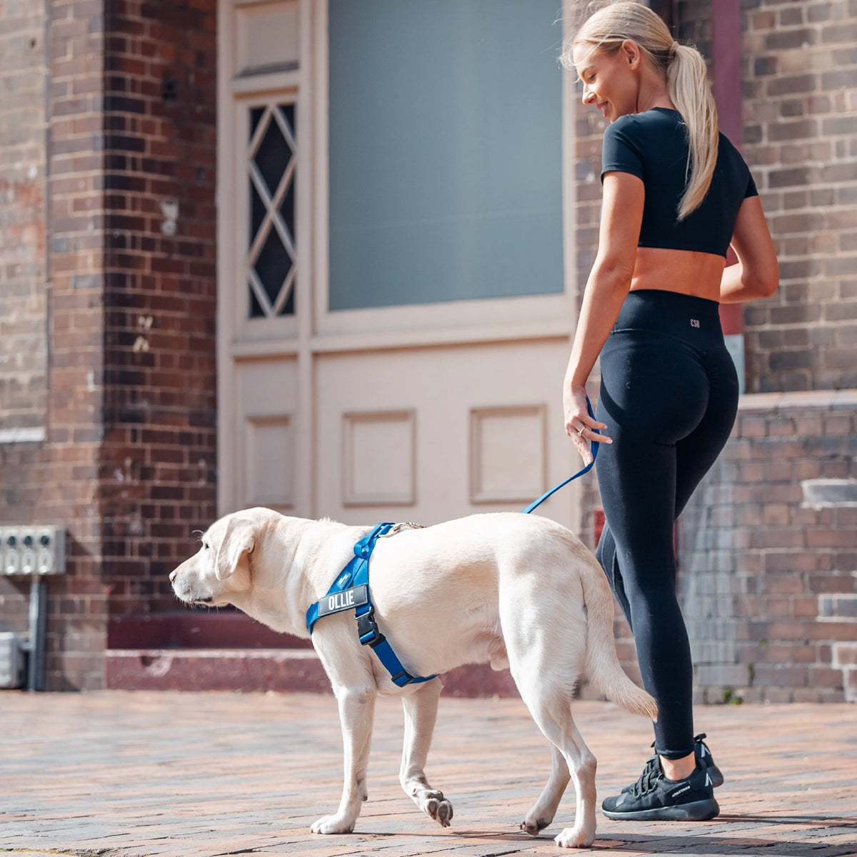 Dog wearing a Classic Blue personalised harness shown from the side with the Classic Blue Classic Leash.
