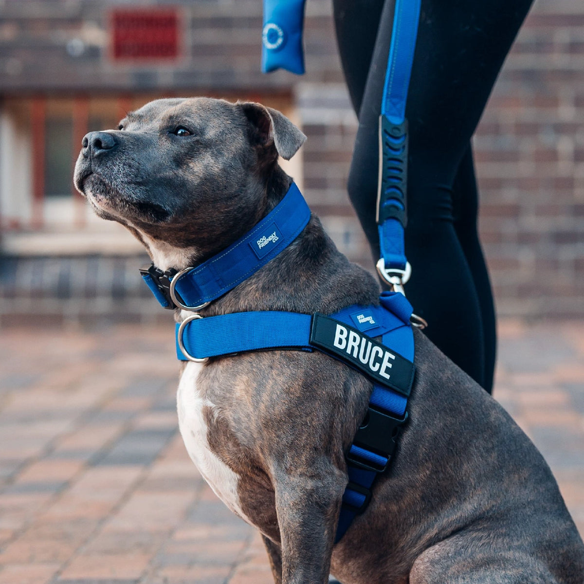 Dog wearing a Classic Blue personalised harness shown from the side with the No-Pull D-ring, Classic Blue Tactical Collar, and a Classic Blue Classic Leash with Classic Blue Poo bag Holder.