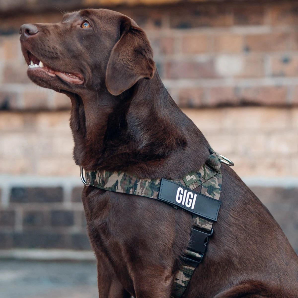 Dog wearing a Green Camo personalised harness shown from the side.