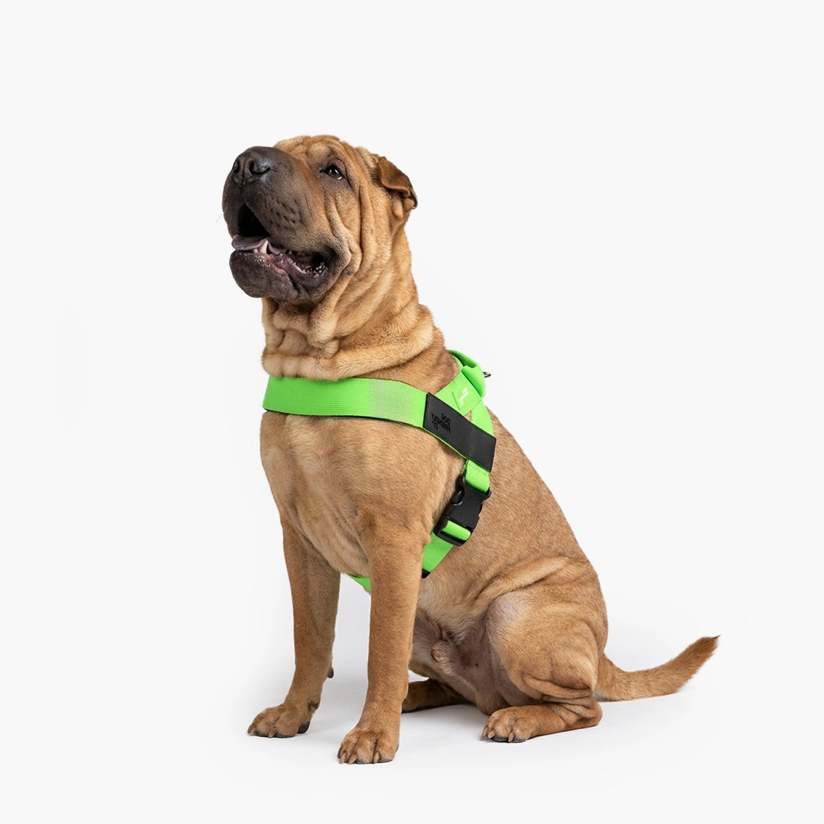 Harness - Green