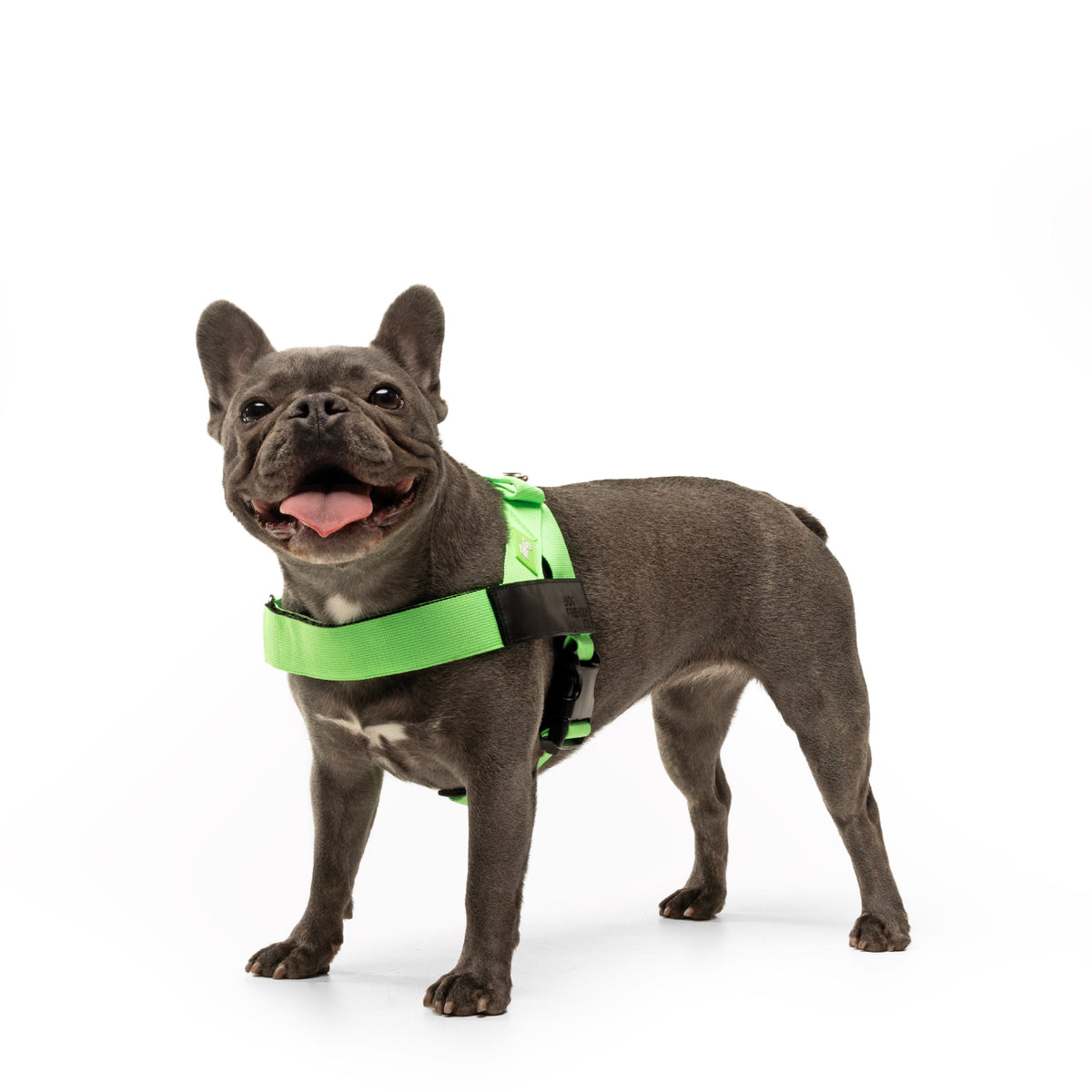 Dog wearing a Neon Green personalised harness shown from the side.