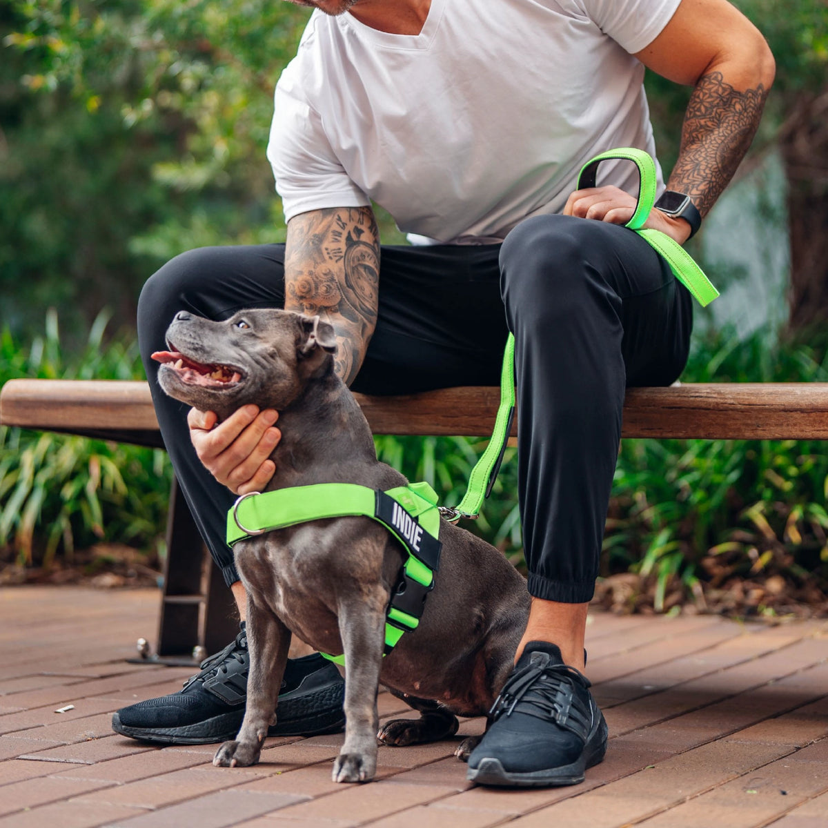 Dog wearing a Neon Green personalised harness shown from the side with the No-Pull D-ring and a Neon Green Classic Leash.