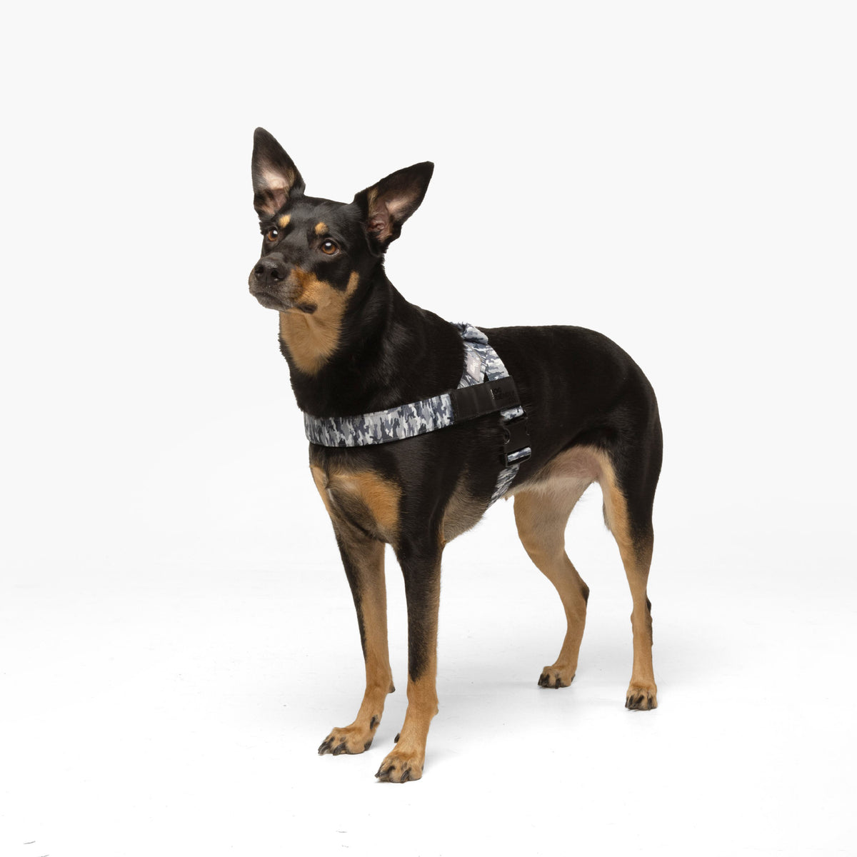 Dog wearing a Grey Camo personalised harness shown from the side.