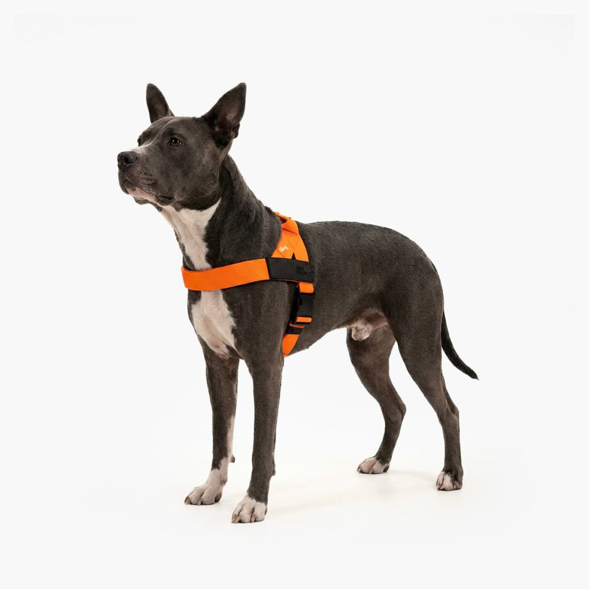 Dog wearing a Hi-Vis Orange personalised harness shown from the side.
