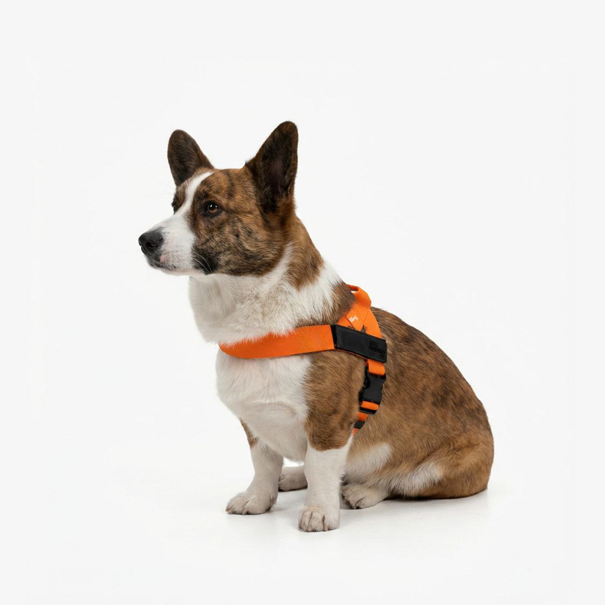 Dog wearing a Hi-Vis Orange personalised harness shown from the side.