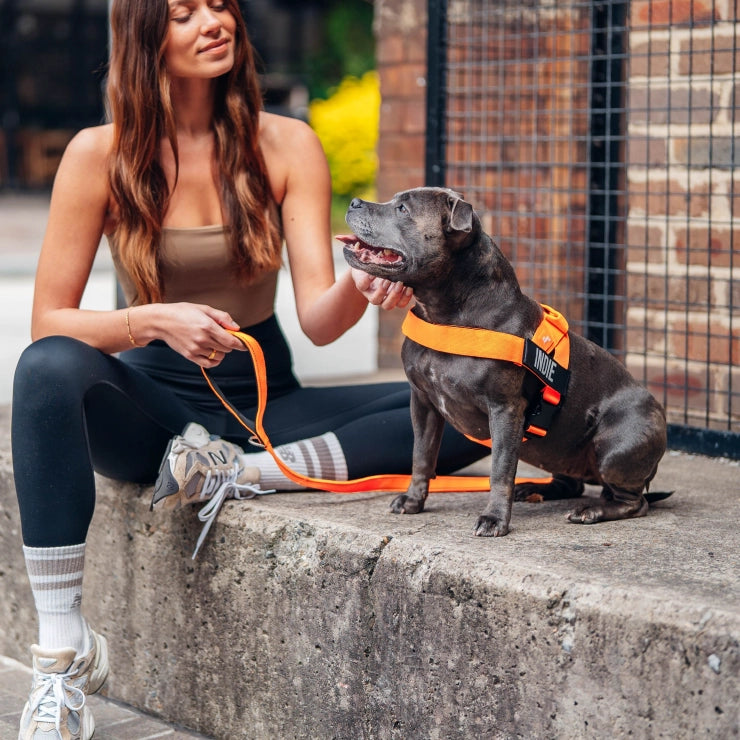 Personalised Dog Harness - Orange